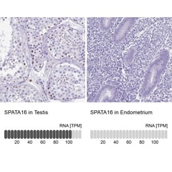 SPATA16 Antibody, Novus Biologicals:Antibodies:Primary Antibodies
